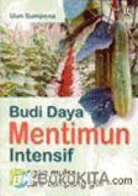 Budi Daya Mentimun Intensif