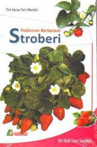 Pedoman Bertanam Stroberi