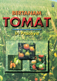 Bertanam Tomat