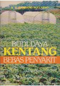 Budi Daya Kentang Bebas Penyakit